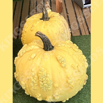 Picture of Pumpkin Popcorn F1